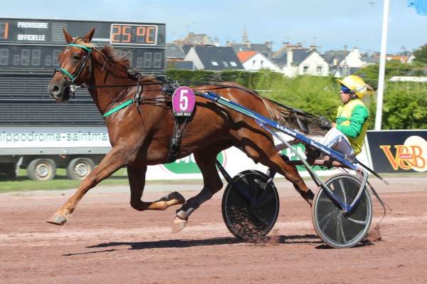 Photo de IMPERIAL BEJI cheval de TROT ATTELE