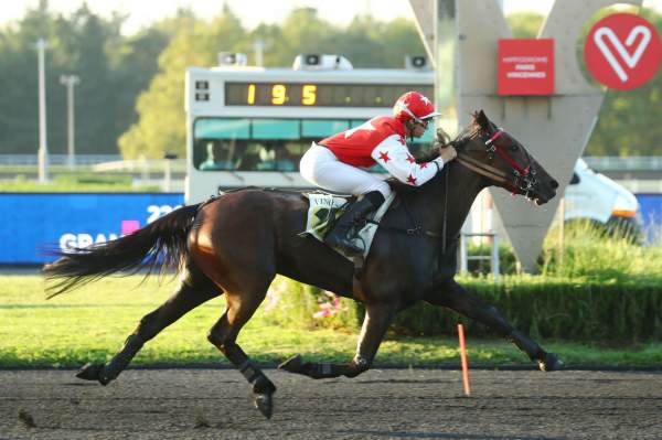 Photo de JAVA DU CHERISAY cheval de TROT ATTELE