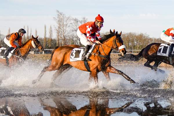 Photo de HIP HOP CONTI cheval de CROSS