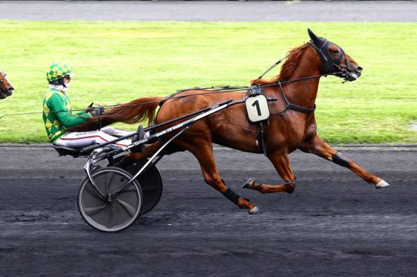 Photo de KRACUS DE GUEZ cheval de TROT MONTE