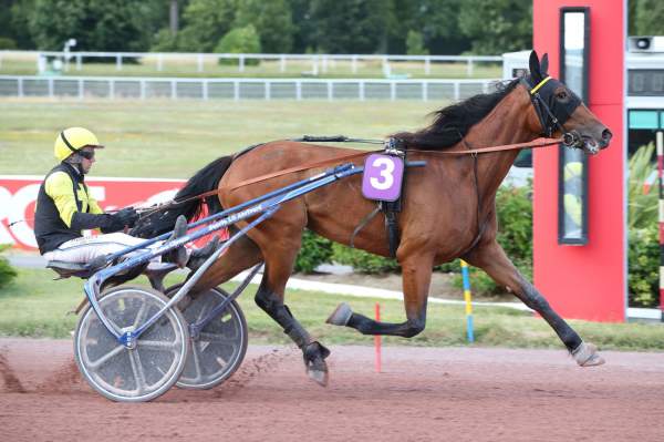 Photo de KYNTE FLUSH cheval de TROT ATTELE