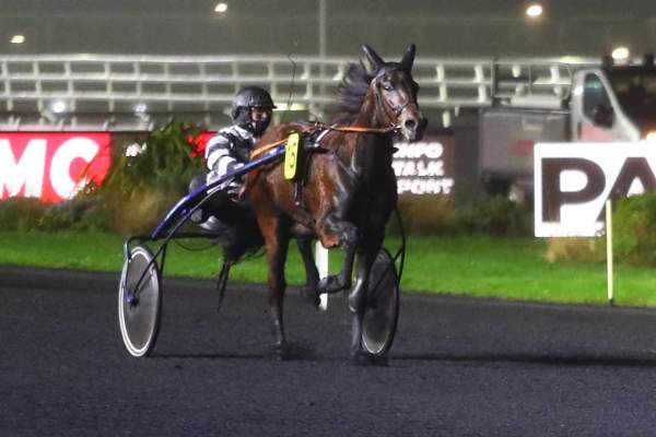 Photo de KAPITANO DE LOU cheval de TROT ATTELE