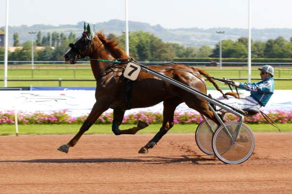 Photo de LEADER DU CHATELET cheval de TROT ATTELE