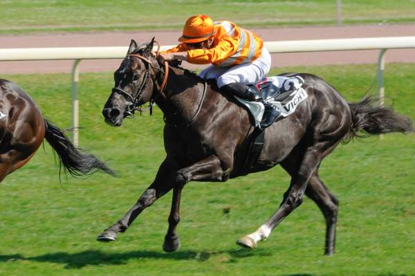 Photo de COMME QUOI cheval de PLAT