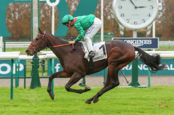 Photo de ASHNAK cheval de PLAT