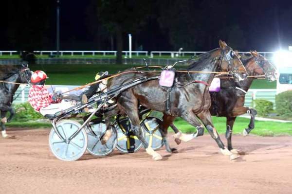 Photo de GOLIATH DU CAUX cheval de TROT ATTELE