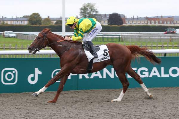 Photo de TOMAKAY cheval de PLAT