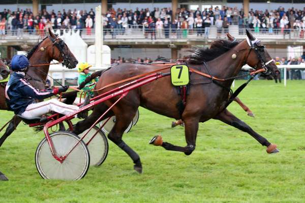 Photo de HARRY DE SASSY cheval de TROT ATTELE