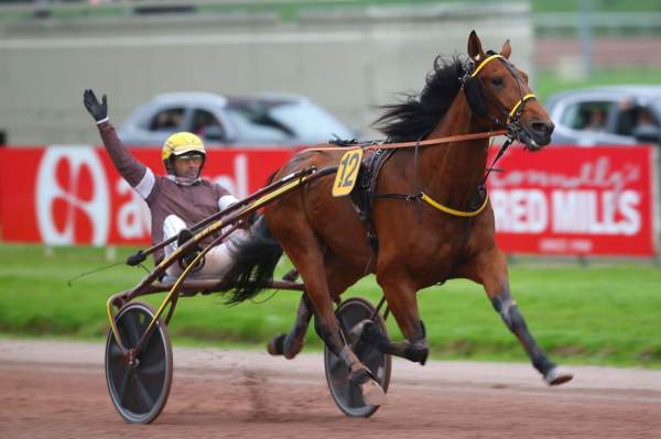 Photo de INO DU LUPIN cheval de TROT ATTELE