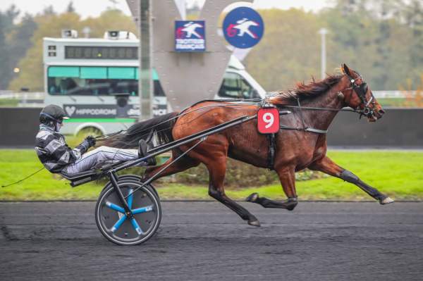 Photo de JUNON DE LOU cheval de TROT ATTELE