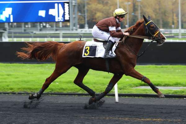 Photo de KAVIASE cheval de TROT MONTE