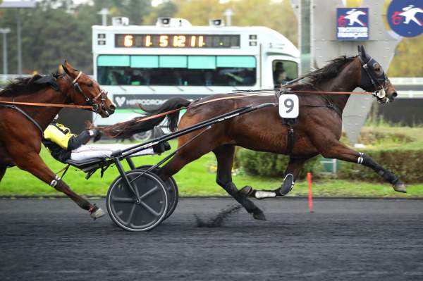 Photo de LEZZO FIGHTER cheval de TROT ATTELE