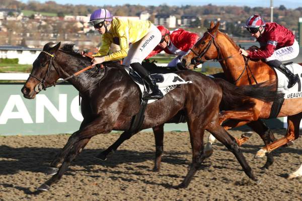 Photo de KLIFF BERE cheval de PLAT