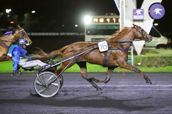 Photo de JUNKIES MINDS cheval de TROT ATTELE