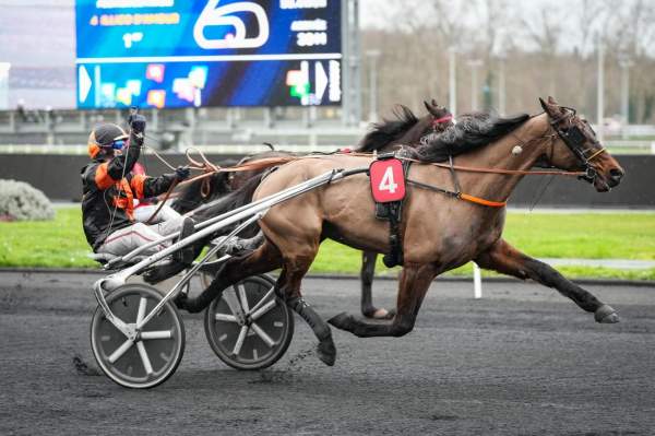 Photo de ILLICO D'AMOUR cheval de TROT ATTELE