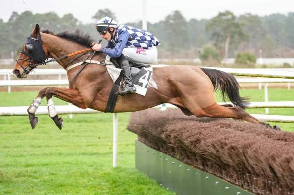 Photo de INZEO DU GOUET cheval de STEEPLE CHASE