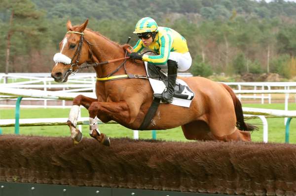 Photo de TRANSATLANTIC cheval de HAIES