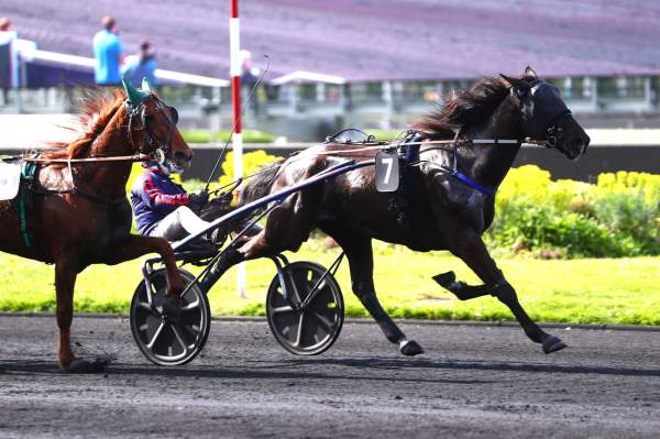 Photo de KOQUERY DU BUISSON cheval de TROT ATTELE