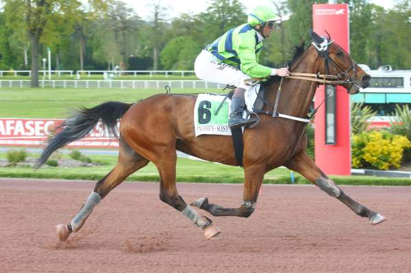 Photo de KOALA cheval de TROT MONTE