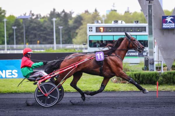 Photo de KITTS ET NEVIS cheval de TROT ATTELE