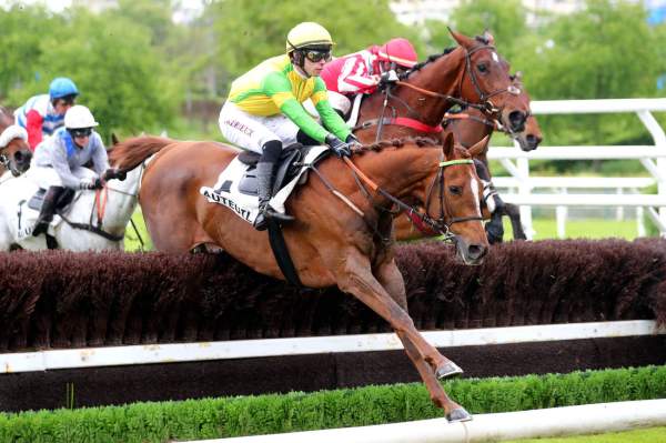 Photo de IRISH VOCATION cheval de STEEPLE CHASE