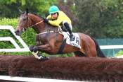 La photo de Diamond Du Berlais Prix Girofla (L) Ă Auteuil