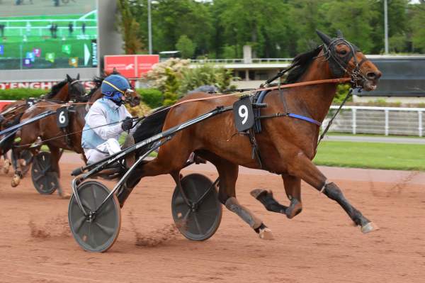 Photo de LORD DELO cheval de TROT ATTELE