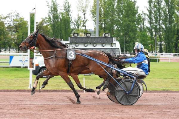 Photo de LORD TURGOT cheval de TROT ATTELE