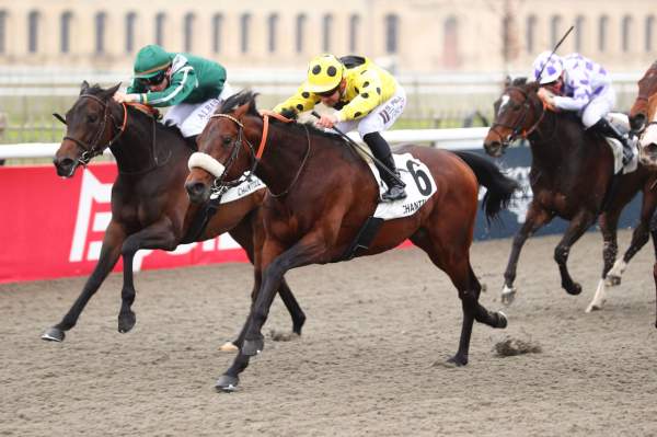 Photo de TREASURE KEEPER cheval de PLAT