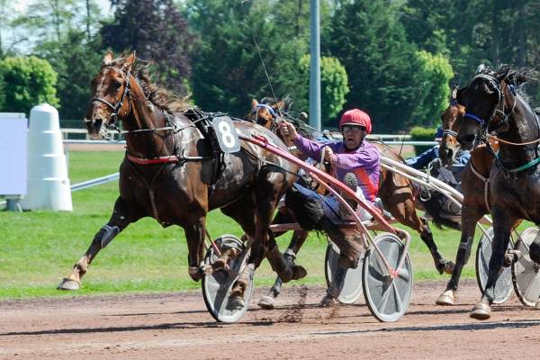 Photo de IBANQUE LEBEL cheval de TROT ATTELE
