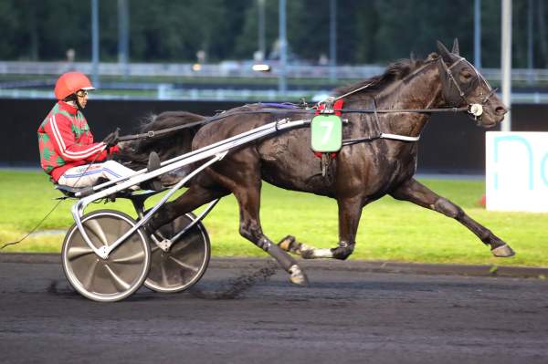 Photo de KAMARAN MADRIK cheval de TROT ATTELE
