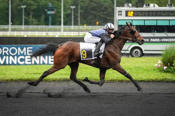 Photo de GO OR NOT cheval de TROT MONTE