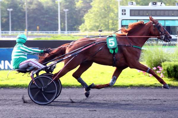Photo de LUPIN D'OLMEN cheval de TROT ATTELE