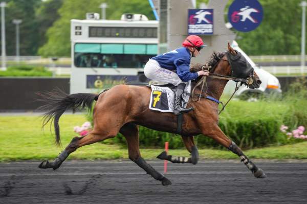 Photo de LAMBADA DU GOUTIER cheval de TROT MONTE