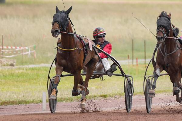 Photo de LOUP INDIEN cheval de TROT ATTELE