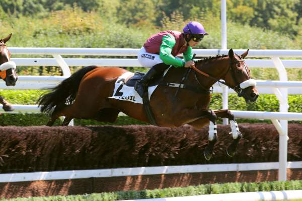 Photo de ROYAL SAGA cheval de STEEPLE CHASE