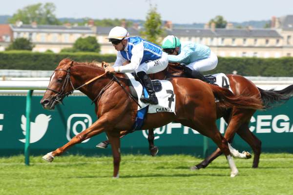 Photo de SILIUS cheval de PLAT