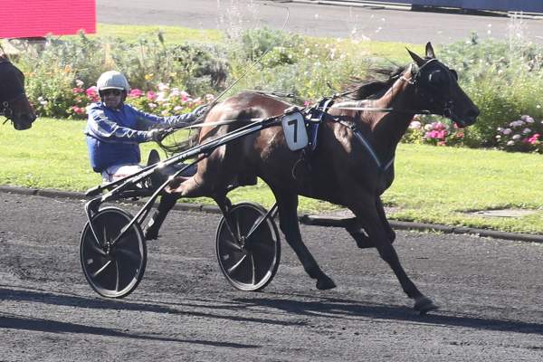 Photo de JIVA cheval de TROT ATTELE