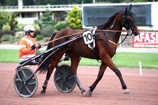 Photo de LITTLE CROWN cheval de TROT ATTELE