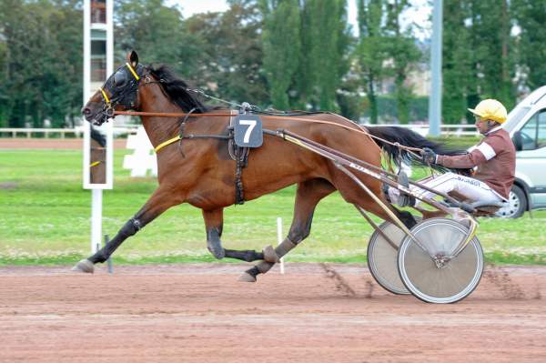 Photo de JULIA BELLA cheval de TROT ATTELE