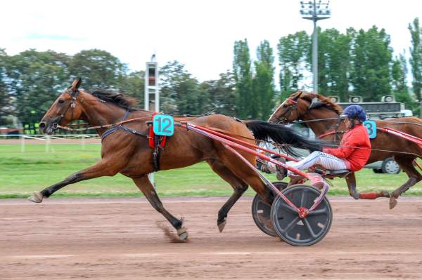 Photo de ISIA DU CHENE cheval de TROT ATTELE