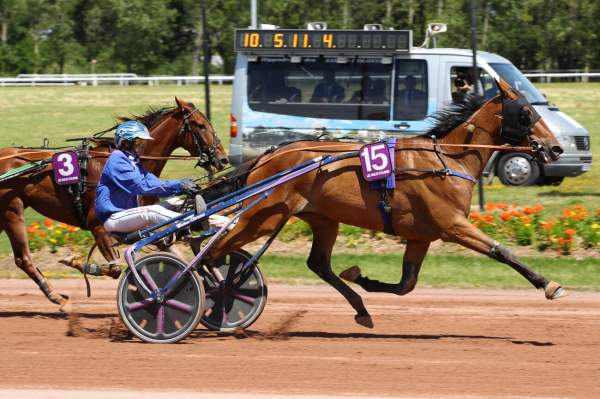 Photo de KARVINA D'ELA cheval de TROT ATTELE