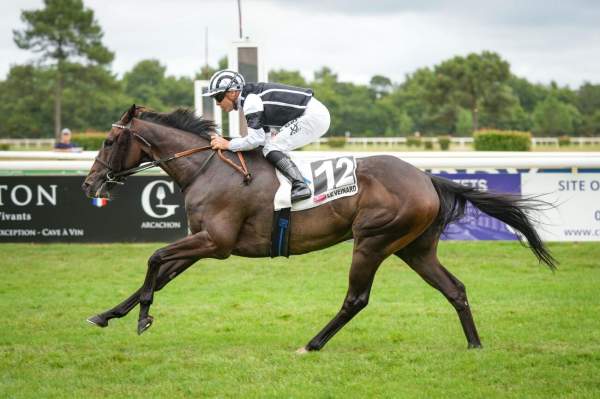Photo de GET SET cheval de PLAT