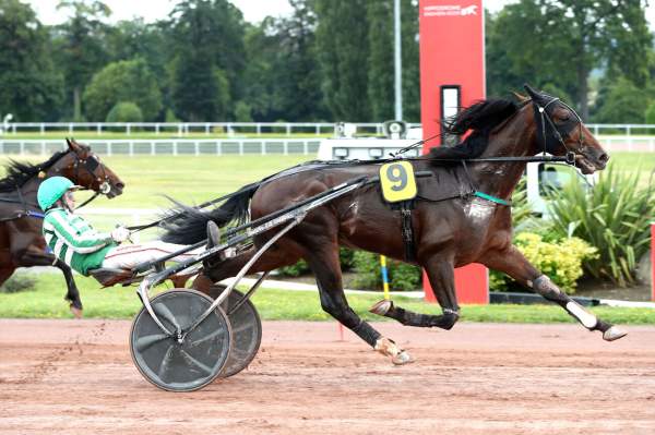 Photo de JUSHUA TREE cheval de TROT ATTELE