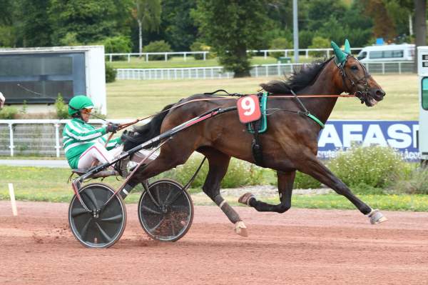 Photo de KAPOOR D'OLMEN cheval de TROT ATTELE