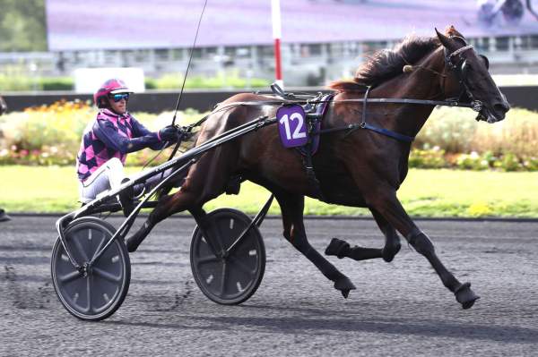 Photo de HAPPY DANICA cheval de TROT ATTELE