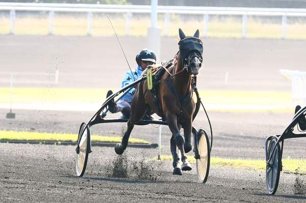 Photo de KIWI DU LOISIR cheval de TROT ATTELE