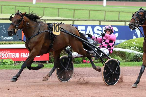 Photo de IL MAGNIFICO cheval de TROT ATTELE