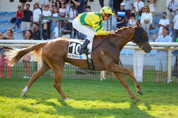 Photo de HARRY WAY cheval de PLAT