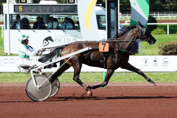 Photo de GAETAN cheval de TROT ATTELE